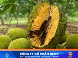 Cách trị mít bị xơ đen hiệu quả và bí quyết ngăn ngừa