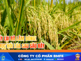 Cách Phục Hồi Lúa Sau Sâu Rầy: Giúp Lúa Xanh Cực Nhanh, Đòng To Mập