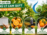 Kỹ thuật xử lý ra hoa nghịch vụ cho cam quýt đầu mùa mưa hiệu quả