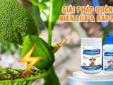 Tại Sao Cần Phải Quản Lý Kiến Lửa Trong Vườn – Hiểu Đúng Để Bảo Vệ Cây Trồng