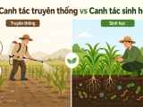 Canh Tác Truyền Thống Và Sinh Học Khác Nhau Gì?