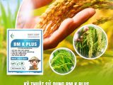 Sử Dụng BM K PLUS Để Làm Đòng Mạnh – Bông Dài – Hạt Mẩy