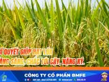 Bí Quyết Vàng Cho Hạt Lúa Sáng Chắc, Nặng Ký: 3 Nguyên Tắc Cốt Lõi