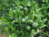 ការបំប៉នក្នុងដំណាក់កាលចិញ្ចឹមផ្លែ | លំនាំបច្ចេកទេសសម្រាប់ដើមផ្លែស្រួយ (ភាគទី 4)