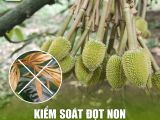 Cách Kiểm Soát Đọt Non Sầu Riêng Hiệu Quả - Bí Quyết Chống Rụng Trái Non
