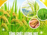 Tăng Chất Lượng Hạt – Giải Pháp Ở Giai Đoạn Trổ Cho Cây Lúa
