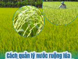 Cách Quản Lý Nước Ruộng Lúa Giúp Rễ Khỏe, Sạch Sâu Bệnh
