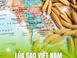 Lúa Gạo Việt Nam Trên Thị Trường Xuất Khẩu Quốc Tế
