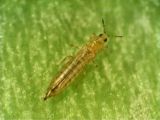 បូឡាខ់ (STENCHAETOTHRIPS BIFORMIS) បំផ្លាញស្រូវ៖ ការទទួលស្គាល់ រោគសញ្ញា និងវិធានការប្រឆាំង