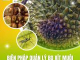 Biện Pháp Quản Lý Bọ Xít Muỗi Gây Hại Trên Sầu Riêng