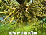 Quản Lý Dinh Dưỡng Sau Xổ Nhụy 3 - 5 Ngày: Bí Quyết Chống Rụng Trái Non Hiệu Quả