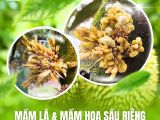 Mầm Lá & Mầm Hoa Sầu Riêng – Phân Biệt Như Thế Nào?