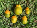ដើមក្រូច សំបូរ – សត្វល្អិត និងជំងឺឆាប់កើត និងវិធានការទប់ស្កាត់