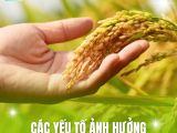 Các Yếu Tố Ảnh Hưởng Đến Năng Suất Của Cây Lúa