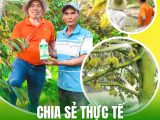 Chia Sẻ Thực Tế Vườn Sầu Riêng Miền Tây – Giải Pháp Từ Phân Bón Hữu Cơ BMFE