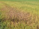 រៃត្នោត និងជំងឺលន់លឿងលើស្រូវ៖ ដំណើរណែនាំការទទួលស្គាល់ និងការពារ