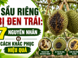 Sầu riêng bị đen trái: 7 nguyên nhân và cách khắc phục hiệu quả