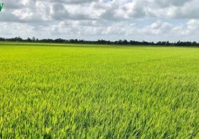 QUẢN LÝ NƯỚC TIẾT KIỆM – TƯỚI “ƯỚT-KHÔ” XEN KẼ CHO CÂY LÚA