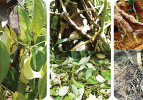 HỒ TIÊU – BỆNH CHẾT NHANH (THỐI RỄ DO PHYTOPHTHORA): DẤU HIỆU VÀ XỬ LÝ