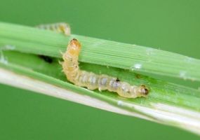 SÂU CUỐN LÁ NHỎ Ở LÚA: CÁCH NHẬN BIẾT & XỬ LÝ TẬN GỐC TRƯỚC KHI RUỘNG BỊ “ĂN TRỤI