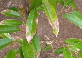 SẦU RIÊNG – BỆNH THÁN THƯ LÁ VÀ QUẢ: BIỆN PHÁP PHÒNG NGỪA