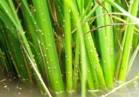 RẦY LƯNG TRẮNG HẠI LÚA: TRIỆU CHỨNG VÀ CÁCH PHÒNG TRỪ HIỆU QUẢ