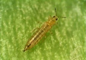 BỌ TRĨ (STENCHAETOTHRIPS BIFORMIS) HẠI LÚA: NHẬN DẠNG TRIỆU CHỨNG VÀ PHÒNG TRỪ