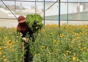 Thị trường cây giống Lâm Đồng “vàng thau lẫn lộn” cản trở xuất khẩu