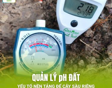 QUẢN LÝ pH ĐẤT: CHÌA KHÓA VÀNG GIÚP SẦU RIÊNG TRÁNH NGỘ ĐỘC RỄ