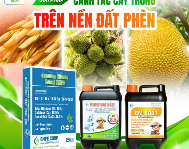 ដំណោះស្រាយសម្រាប់ដីសំណល់អាស៊ីដ ដោយប្រើផលិតផល ៣ ប្រភេទពិសេសពី BMFE