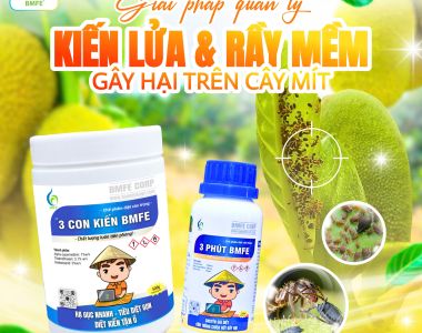 Tại sao cần quản lý kiến lửa trong vườn?