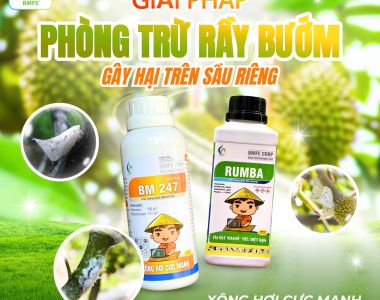 Rầy bướm – Mối nguy hại tiềm ẩn trên cây ăn trái và giải pháp quản lý hiệu quả từ BMFE