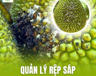 QUẢN LÝ RỆP SÁP TRÊN CÂY MÍT: ĐỪNG ĐỂ 