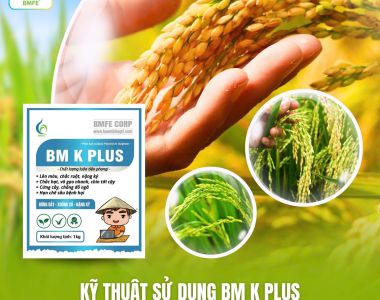 Sử Dụng BM K PLUS Để Làm Đòng Mạnh – Bông Dài – Hạt Mẩy
