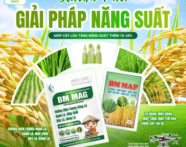 Giải Pháp Tăng Năng Suất Cây Lúa 10–20% Với Bộ Đôi BM MAG và BM MAP