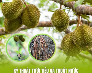 Kỹ Thuật Tưới Tiêu Và Thoát Nước: Bí Quyết Giữ Rễ Sầu Riêng Khỏe, Không Bị Thối Sau Vụ