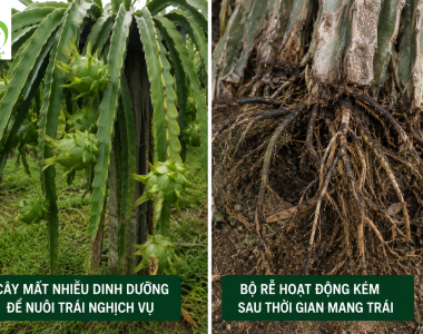 Biện pháp phục hồi và kích thích ra hoa thanh long sau chong đèn hiệu quả