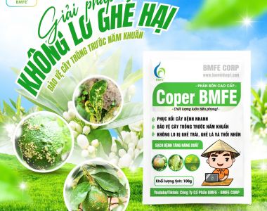 COPER BMFE – ដំណោះស្រាយប្រកបដោយប្រសិទ្ធភាពក្នុងការប្រឆាំង និងព្យាបាលជំងឺស្បោងស្លឹក និងស្បោងផ្លែលើដើមបៀរ