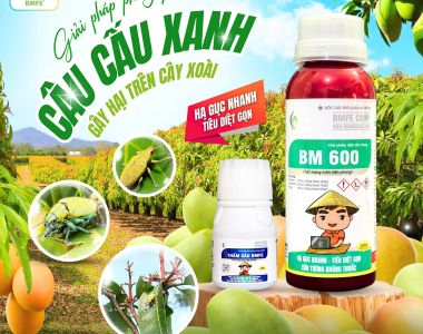 ដំណោះស្រាយបំបាត់សត្វល្អិតខៀវលើដើមស្វាយ – ផលិតផលផ្សំ BM 600 និង Thắm Sâu BMFE