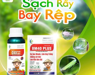 Diệt sạch rầy – rệp trong mùa mưa với bộ đôi Oxi Plus 20EC và BM40 Plus từ BMFE CORP