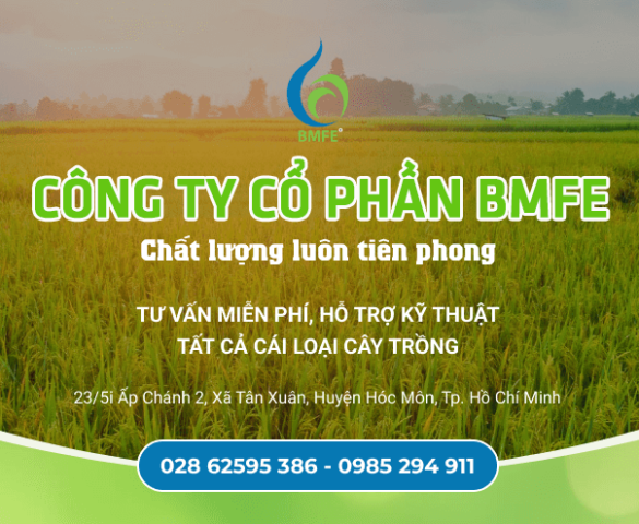 ក្រុមហ៊ុនភាគហ៊ុនរួម BMFE