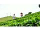 Vùng chè Bình Sơn xây dựng thương hiệu trà xứ Thanh từ sản xuất hữu cơ