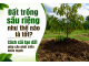 Đất trồng sầu riêng như thế nào là tốt? Cách cải tạo đất giúp cây phát triển khỏe mạnh
