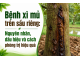 Bệnh xì mủ trên sầu riêng: Nguyên nhân, dấu hiệu và cách phòng trị hiệu quả